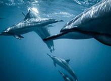 华体会体育最新登录地址，一站式安全进入体育世界的入口